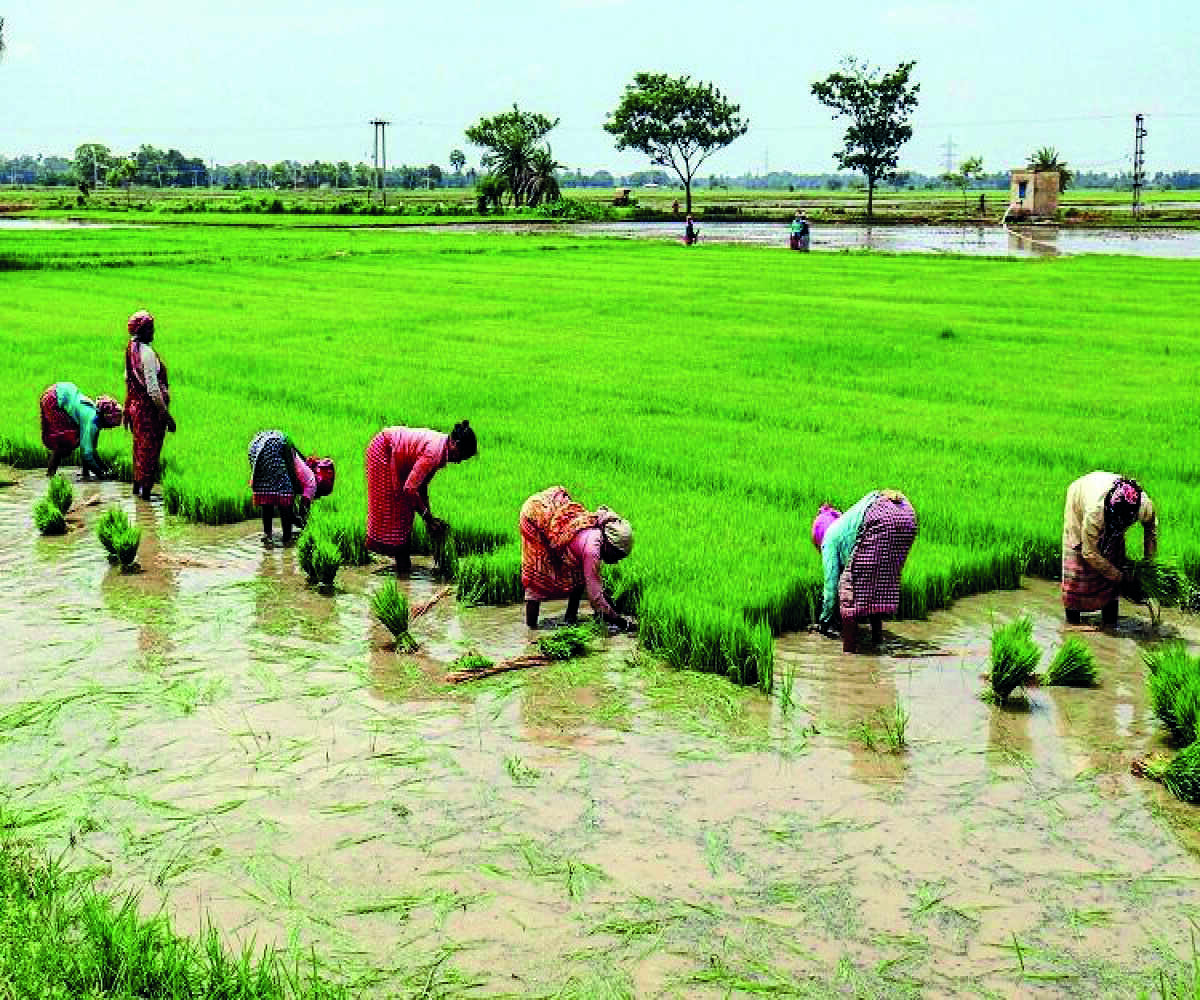 Interest subvention scheme for short-term crop loans to continue Interest subvention scheme for short-term crop loans to continue