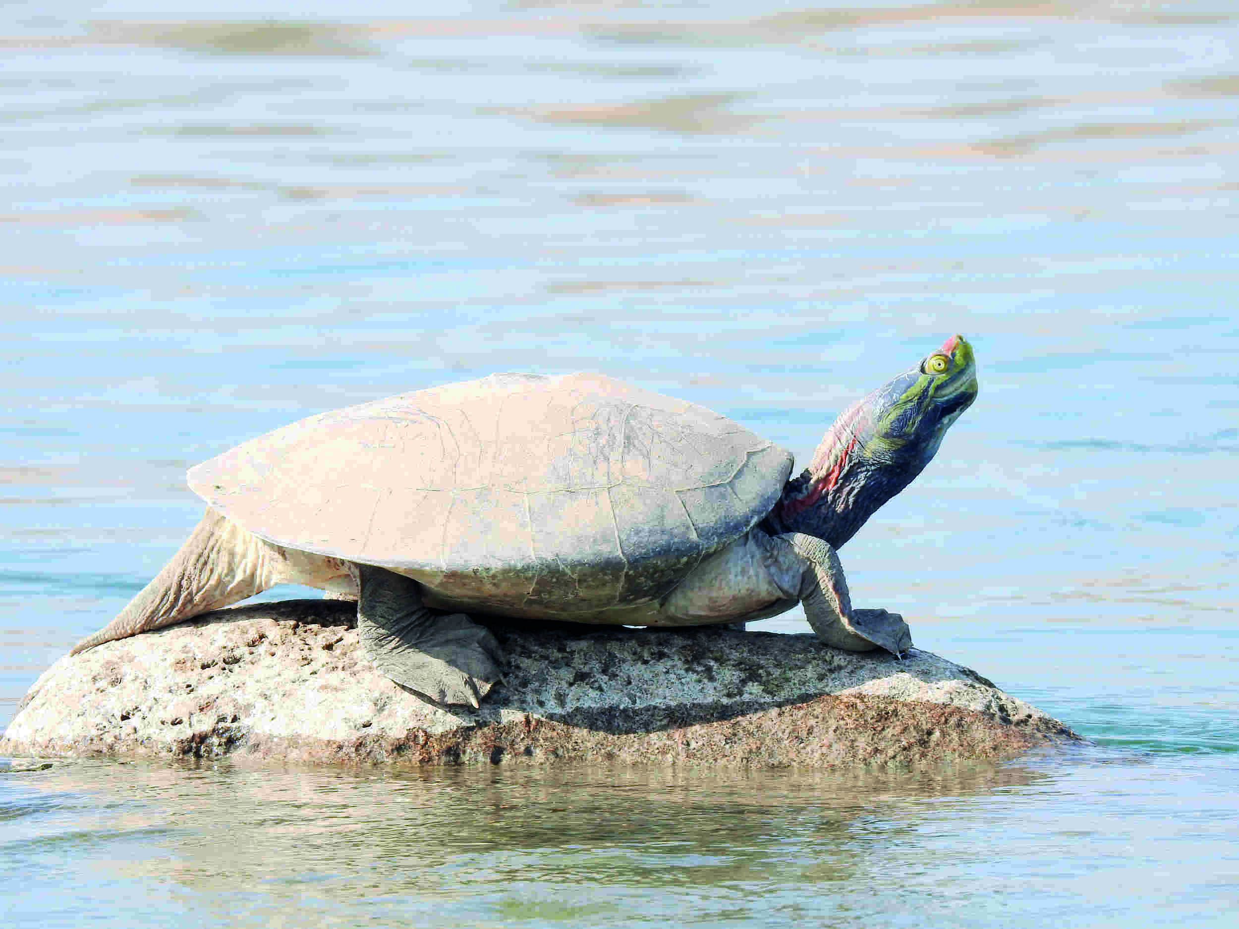 India moots proposal to give better protection to red-crowned roofed turtle at wildlife conference India moots proposal to give better protection to red-crowned roofed turtle at wildlife conference