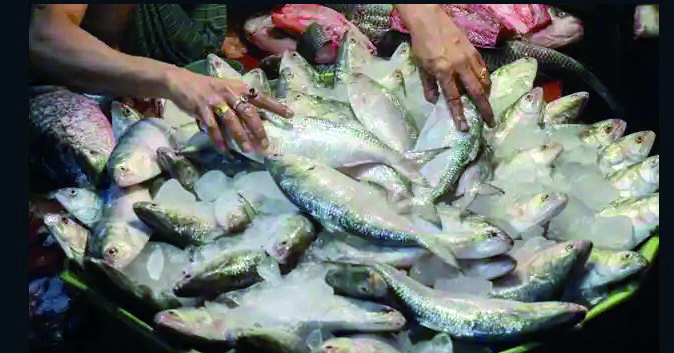 Mamata stresses on holding awareness drive to curb netting & sale of small Hilsa Mamata stresses on holding awareness drive to curb netting & sale of small Hilsa