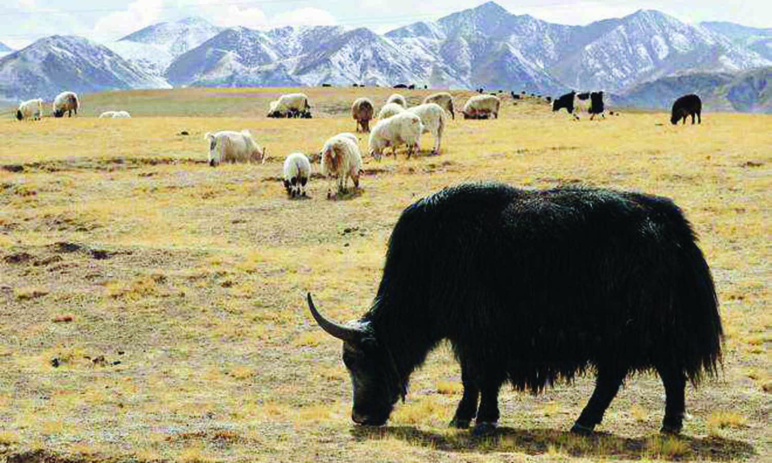 FSSAI approves Yak as a food animal: Official