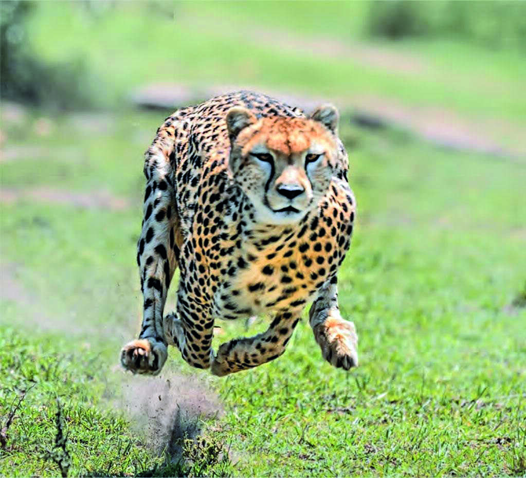 MP: Two cheetahs moved into acclimatisation enclosure, now just 3 remain in quarantine zone MP: Two cheetahs moved into acclimatisation enclosure, now just 3 remain in quarantine zone