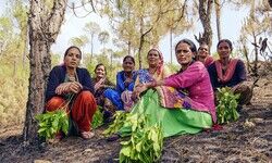 Nexus of Good: Twin solutions