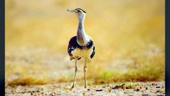 Apex court moots idea of Project Great Indian Bustard to save threatened birds Apex court moots idea of Project Great Indian Bustard to save threatened birds