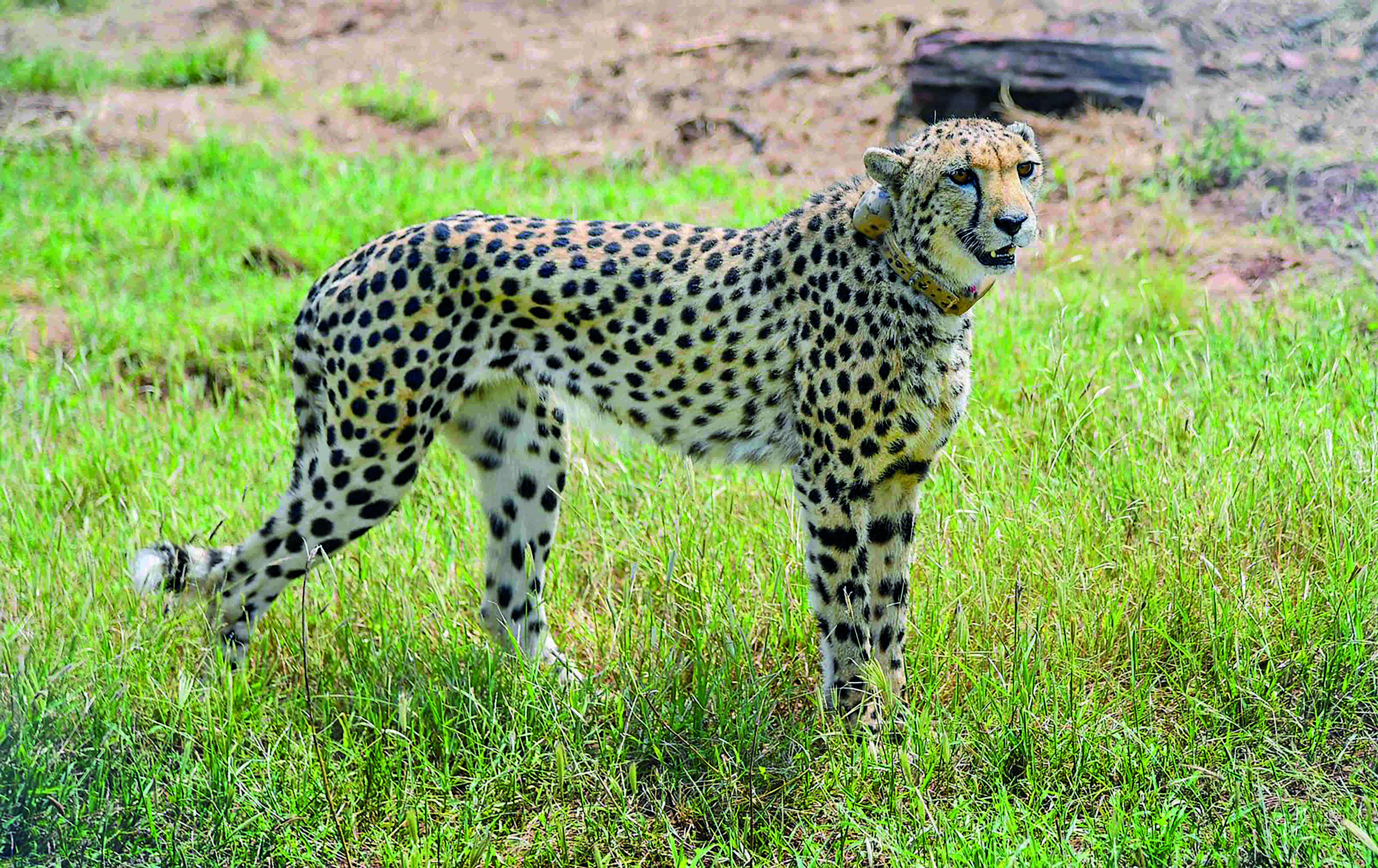 MoU delay holds up translocation of South African cheetahs to Indias KNP MoU delay holds up translocation of South African cheetahs to Indias KNP