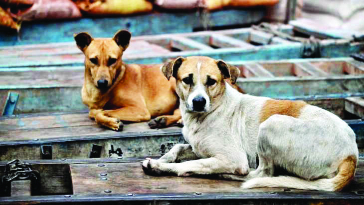 Not deliberate: Court discharges man who ran over stray dog Not deliberate: Court discharges man who ran over stray dog