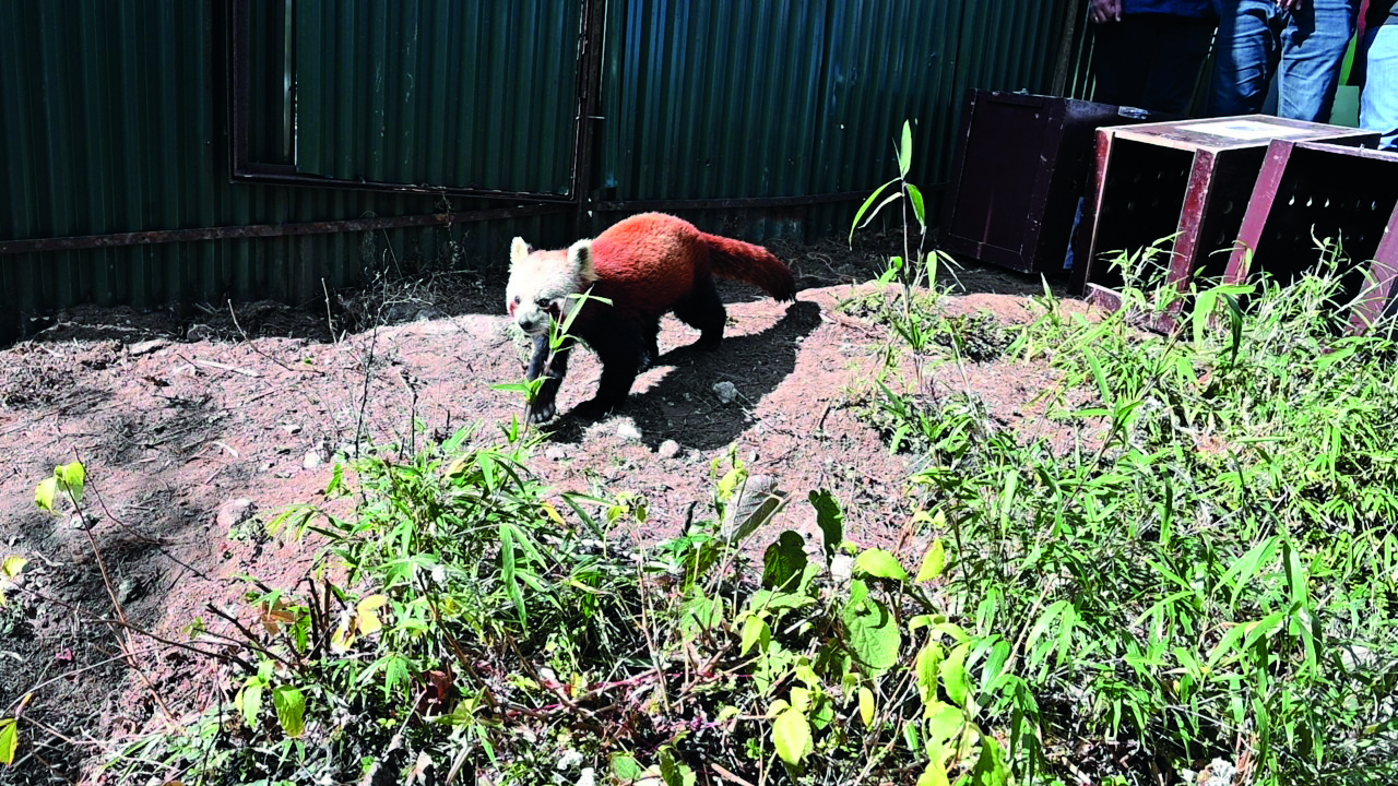 Darjeeling Zoo releases 3 red pandas in spl enclosure Darjeeling Zoo releases 3 red pandas in spl enclosure