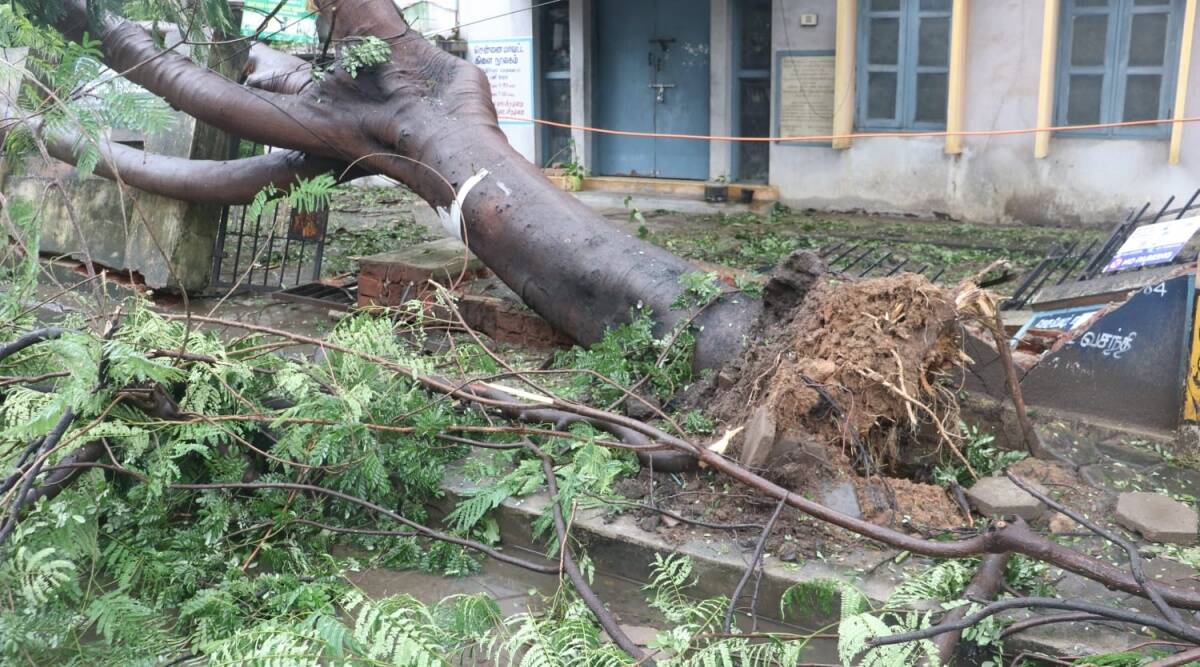 Cyclone Mandous Left Several Trees Uprooted; Vehicles Damaged And Electricity Disrupted In Chennai