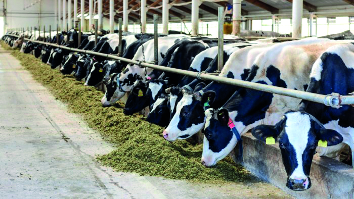 Fodder prices up 28% in November 2022: Centre Fodder prices up 28% in November 2022: Centre
