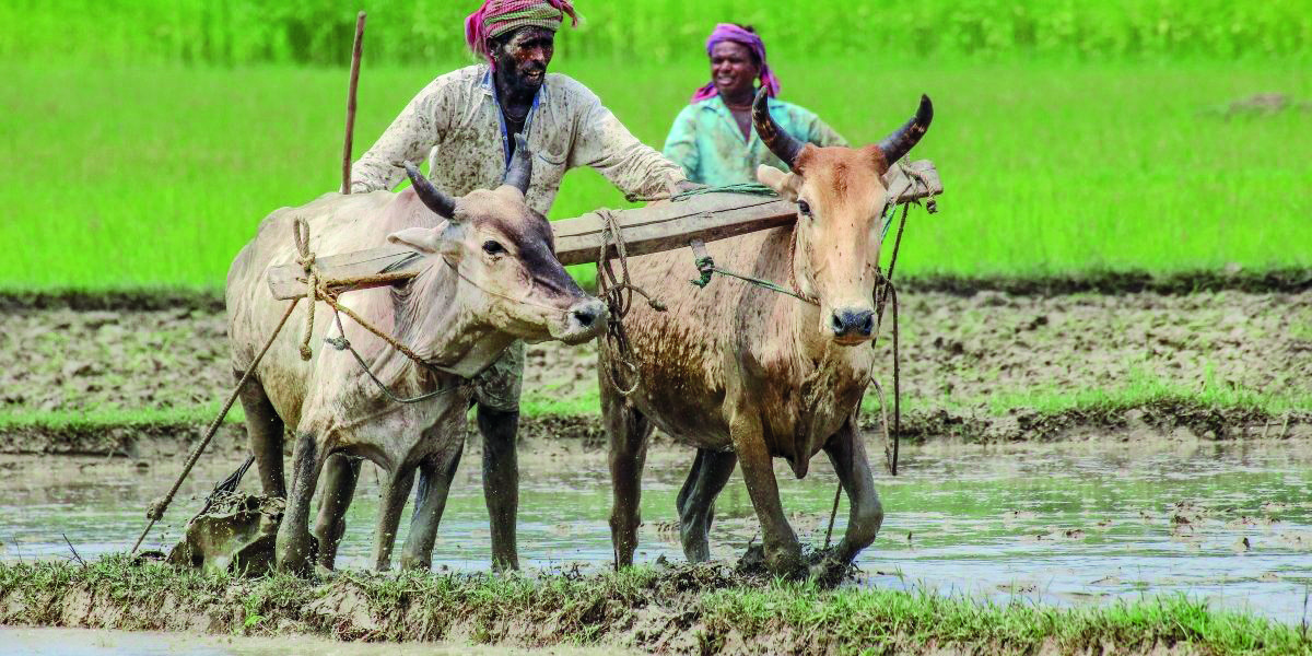 Agricultural land reduced by 2.45L hectare in 3 years: Govt Agricultural land reduced by 2.45L hectare in 3 years: Govt