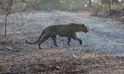 Panic Grips Greater Noida Society Over Claims Of Leopard In Area, Forest Department Launches Search Panic Grips Greater Noida Society Over Claims Of Leopard In Area, Forest Department Launches Search