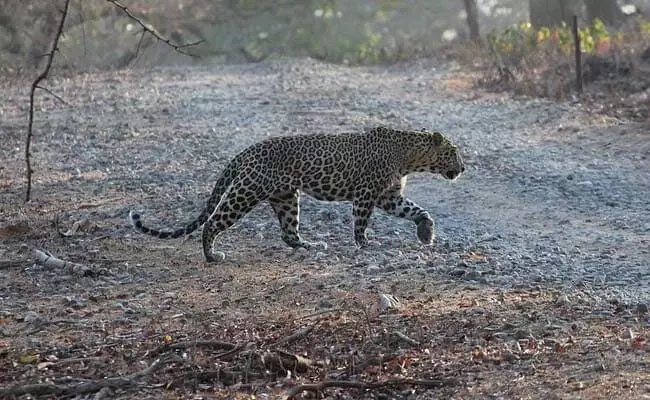 Panic Grips Greater Noida Society Over Claims Of Leopard In Area, Forest Department Launches Search