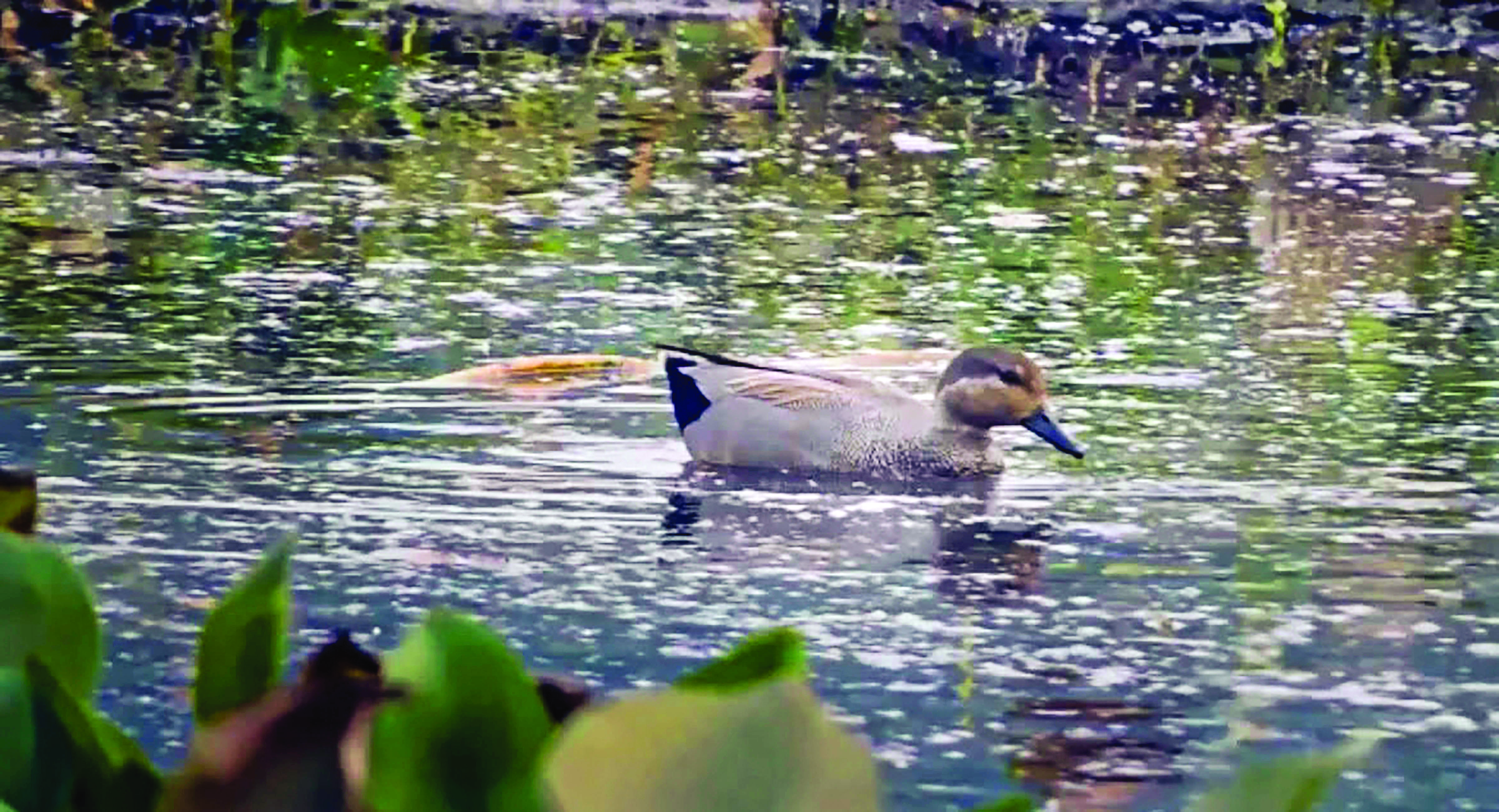 Over 7K migratory birds flock Santragachi Jheel Over 7K migratory birds flock Santragachi Jheel