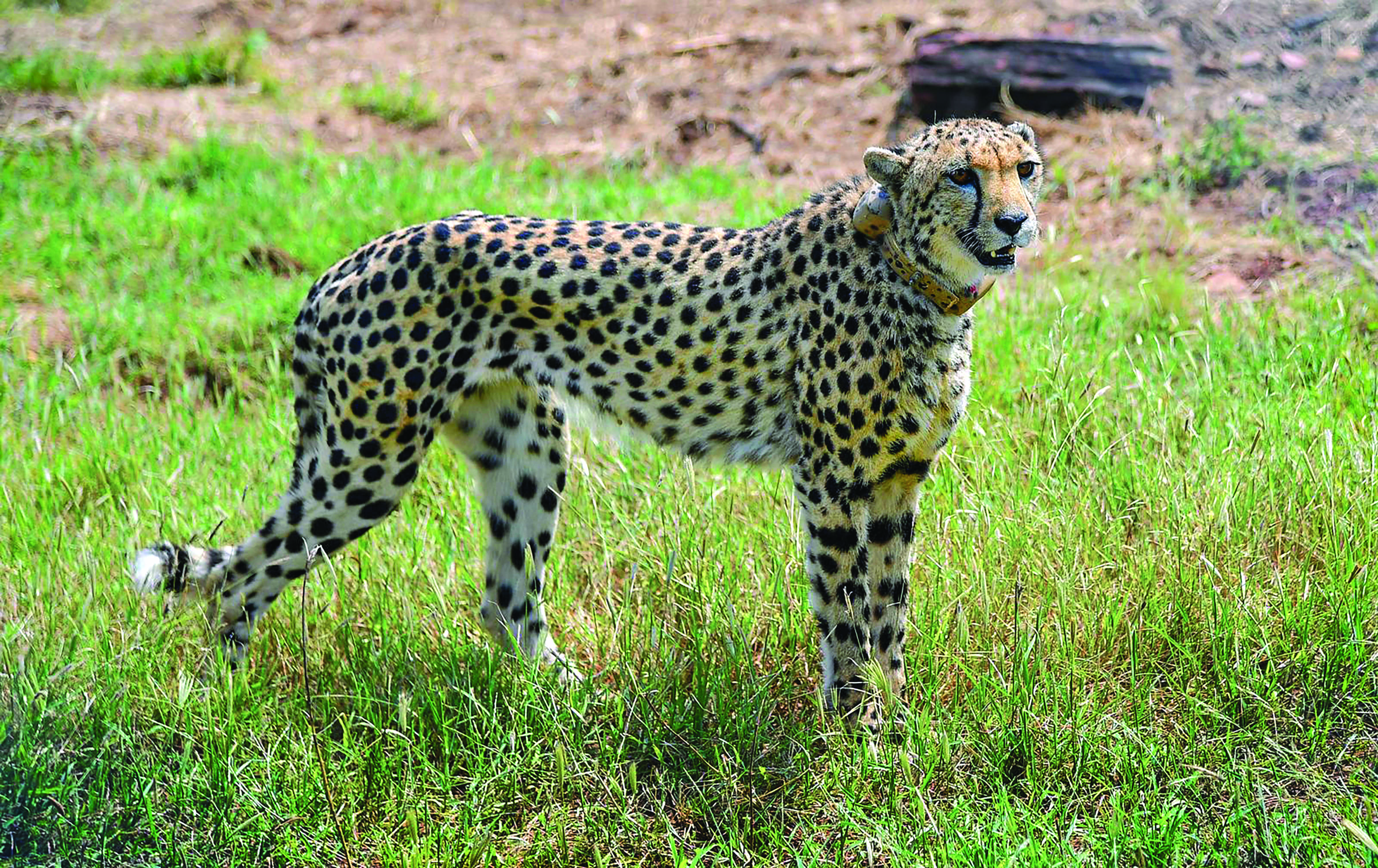 Second batch of 12 cheetahs likely to arrive at Kuno NP this month