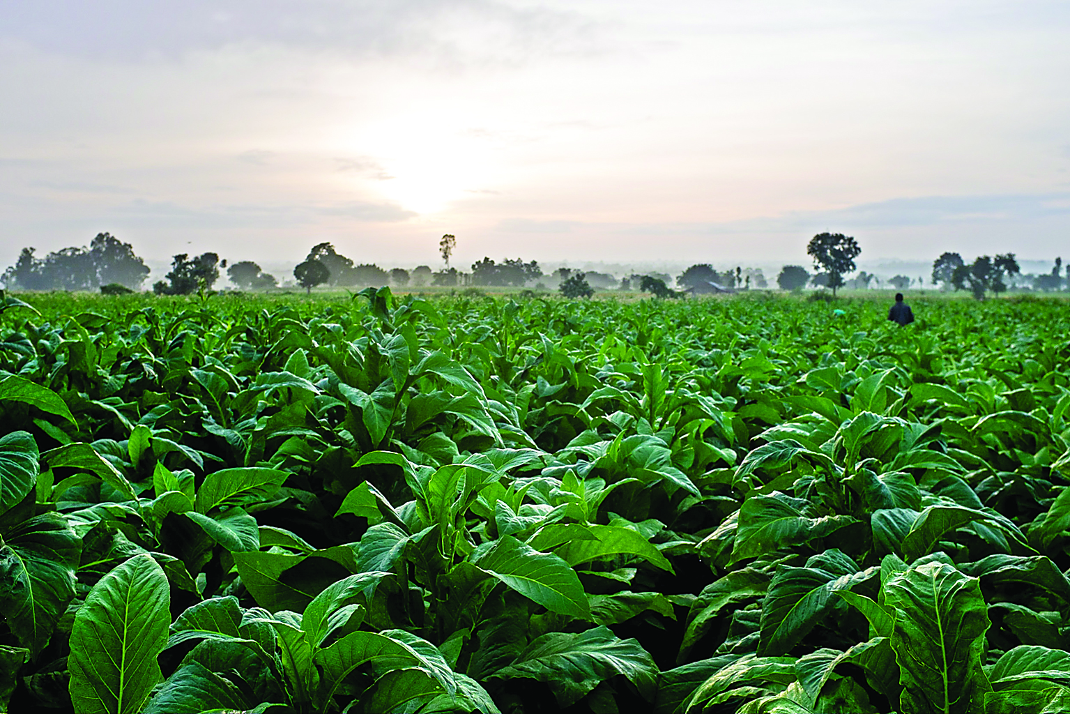 Treat tobacco like any other agri produce: FAIFA to Sitharaman