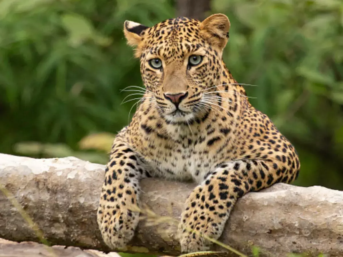 Leopard in Greater Noida society: Search and rescue op continues