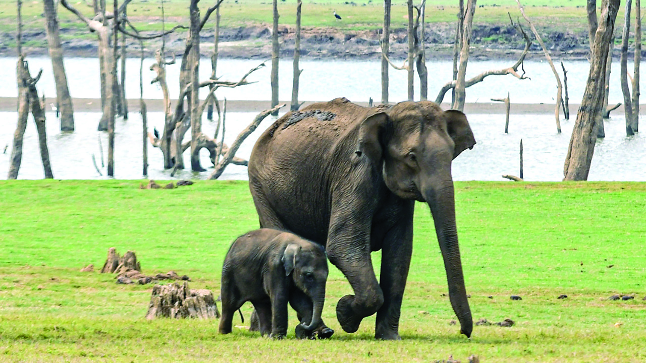 ‘Over 63K animals died on rail tracks from 2017-18 to 2020-21’