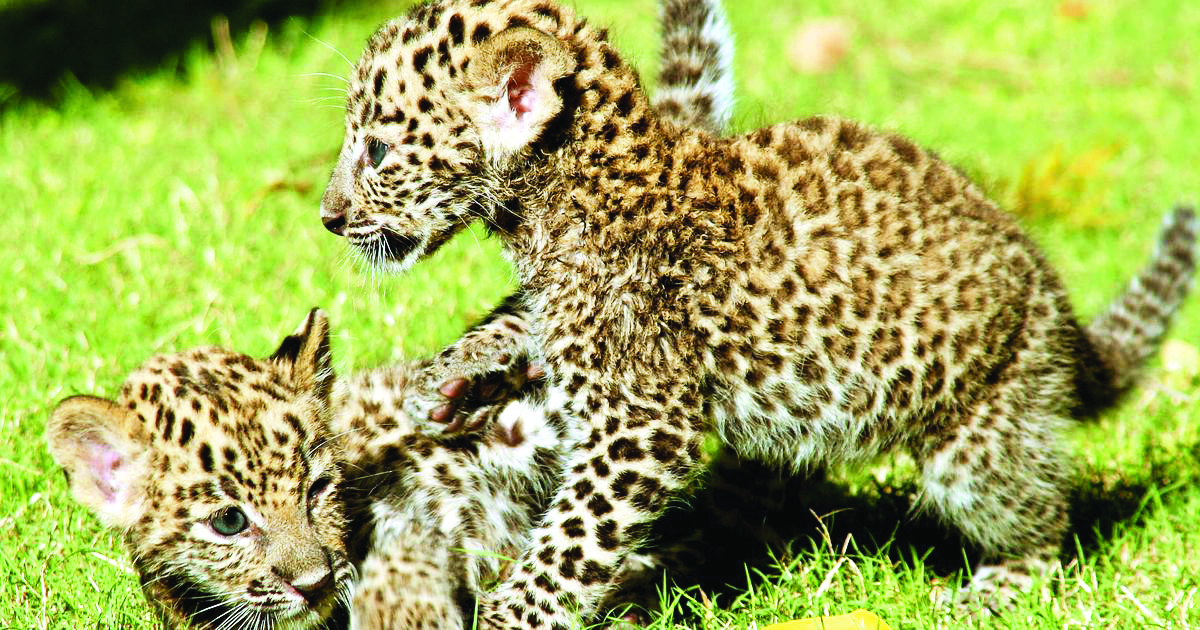 Wildlife thriving in Delhi’s urban jungles: 2 leopard cubs spotted in Asola Sanctuary Wildlife thriving in Delhi’s urban jungles: 2 leopard cubs spotted in Asola Sanctuary