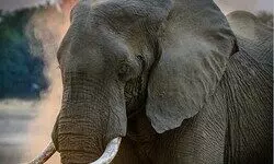 Two persons killed in elephant attack in West Bengals Bankura Two persons killed in elephant attack in West Bengals Bankura