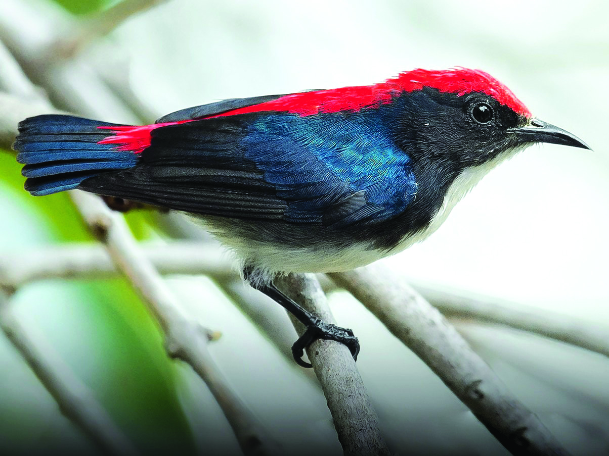 In a first, Bird Festival to be held in the Sunderbans in Feb