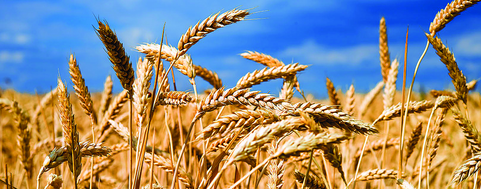 Wheat sowing rises 1.40% to 337.18 lakh hectare Wheat sowing rises 1.40% to 337.18 lakh hectare