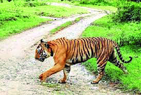 South 24-Parganas forest divison to conduct prey-based animal census