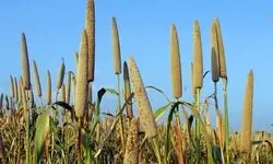 A smart alternative A smart alternative