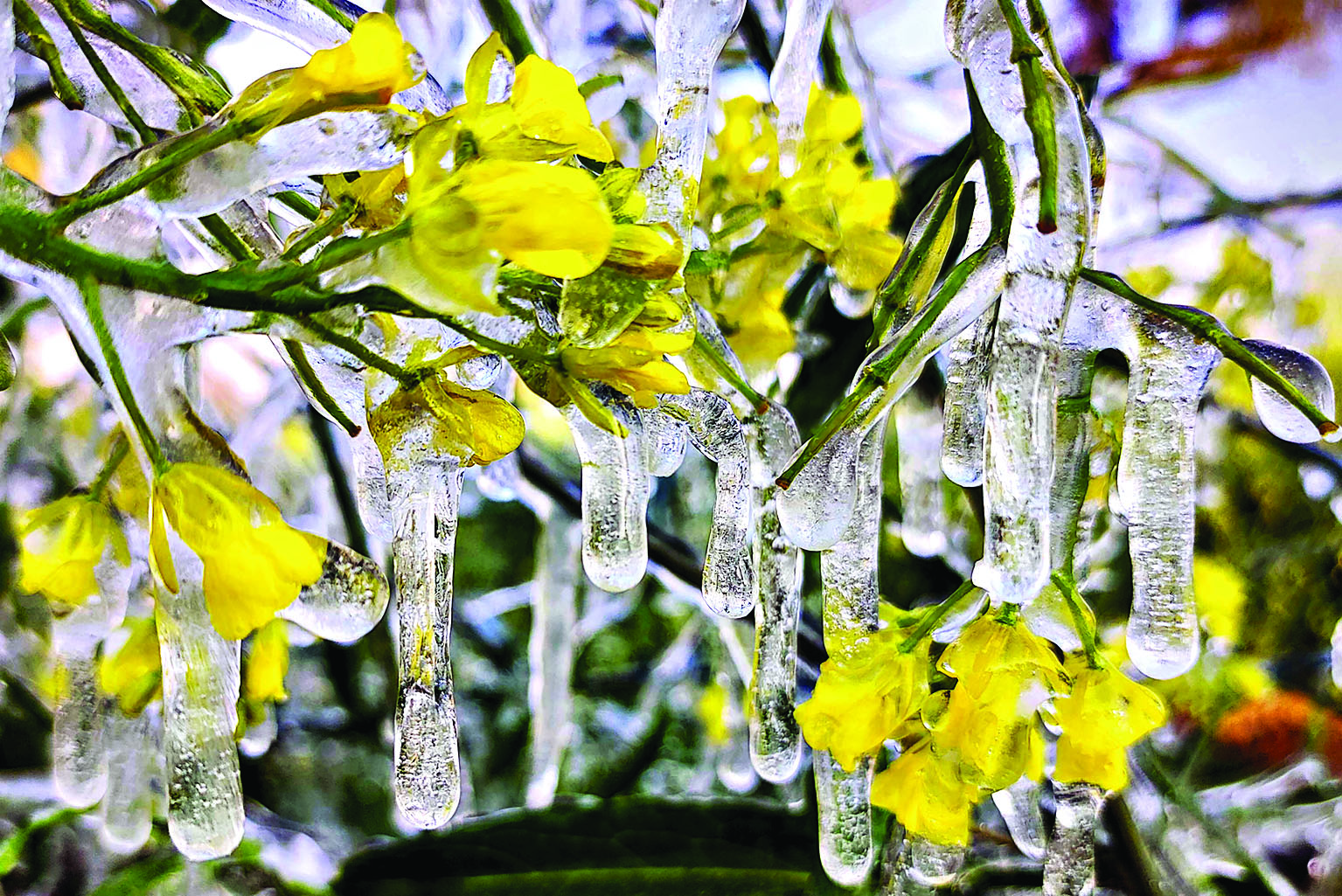 Parts of northern India reel under intense cold conditions
