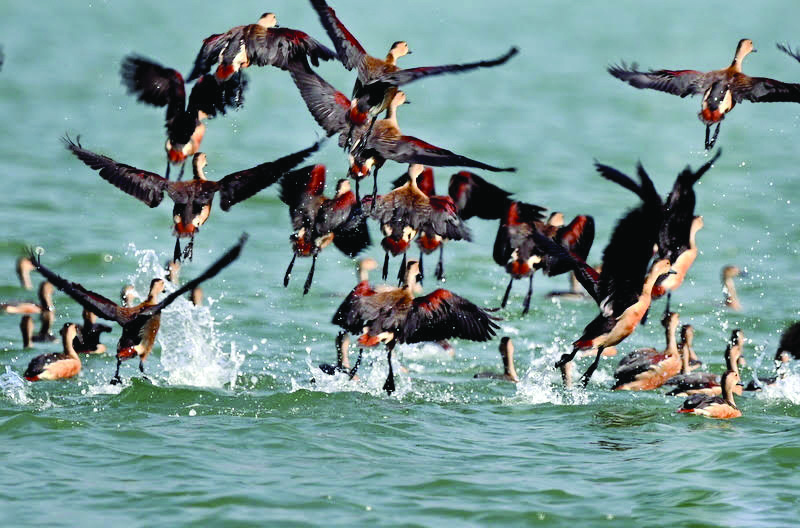Migratory birds flock to the Sunderbans
