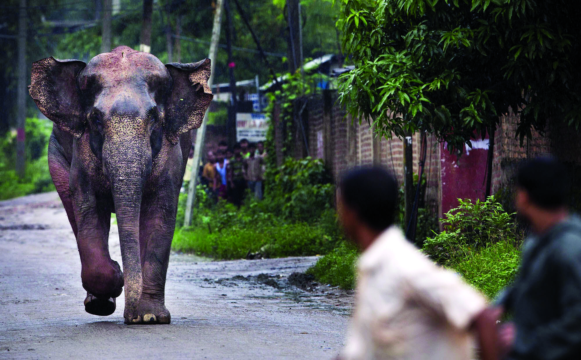 Critical to set up elephant corridors to curb human-animal conflict: State