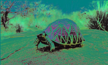 Indian Star Tortoise has lost its genetic diversity: Researchers Indian Star Tortoise has lost its genetic diversity: Researchers