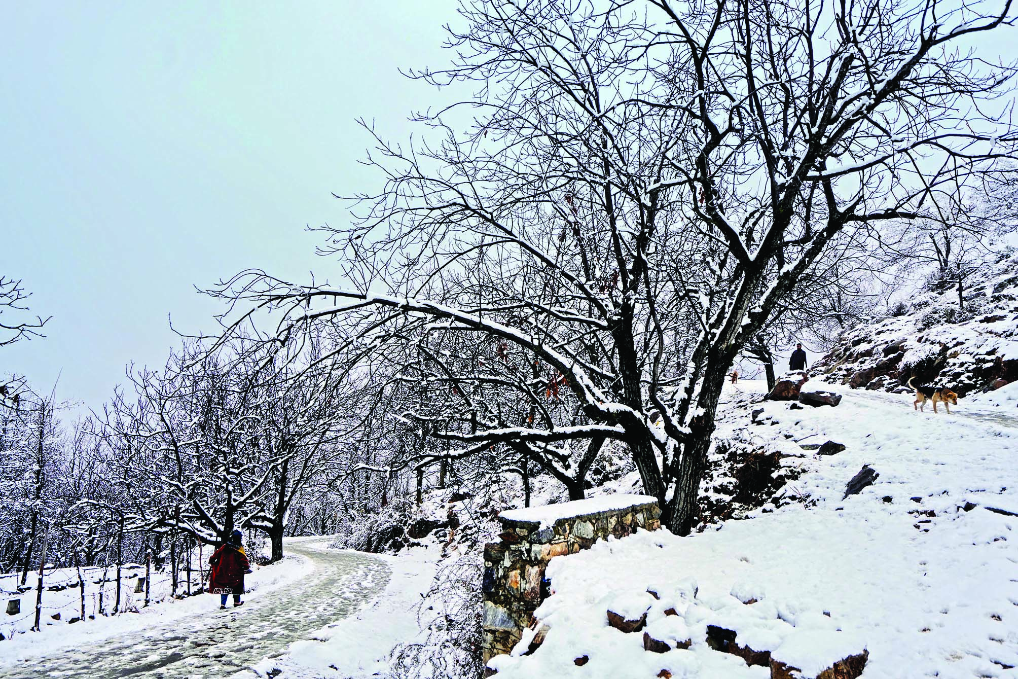 Gulmarg reels under extreme cold as snowfall continues in south Kashmir
