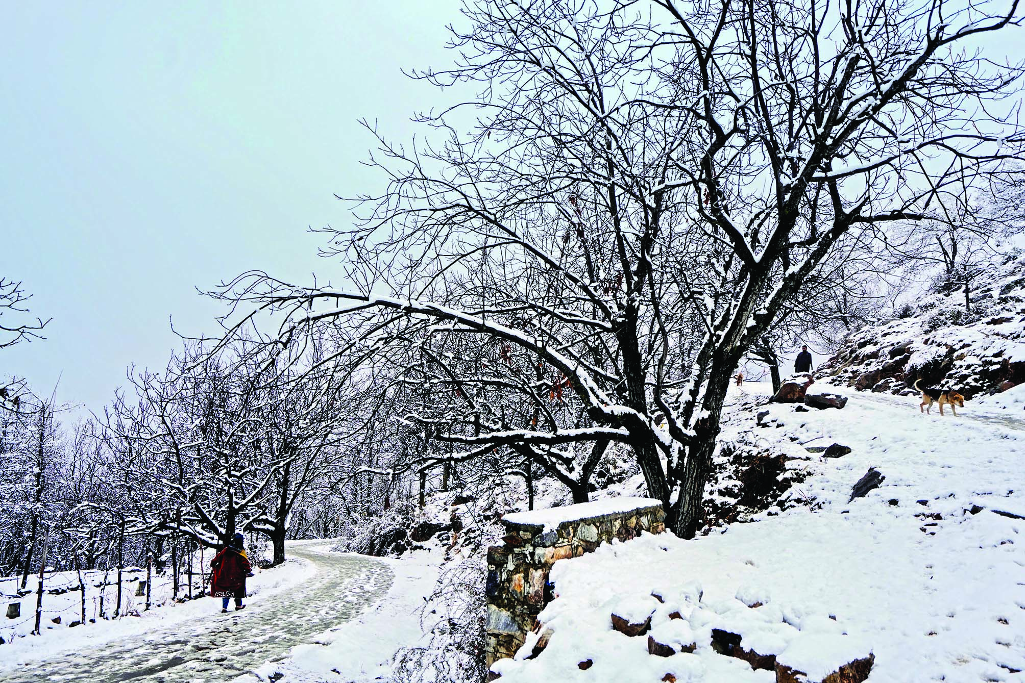 Gulmarg reels under extreme cold as snowfall continues in south Kashmir Gulmarg reels under extreme cold as snowfall continues in south Kashmir