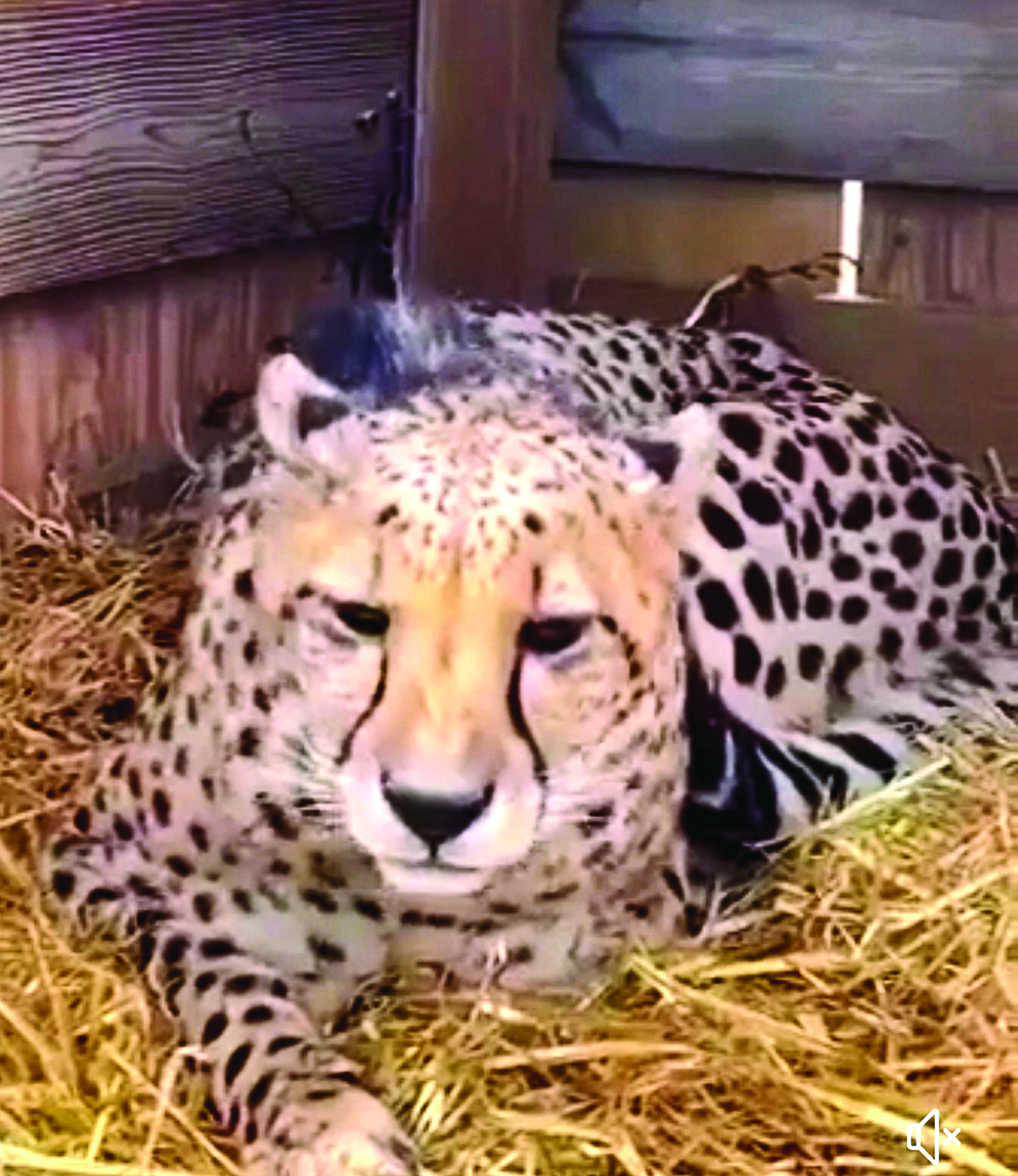 Cheetahs from South Africa likely to be brought to Madhya Pradesh next month