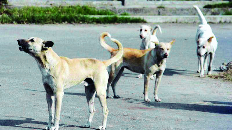 KMC plans to set up dog pound, adds 5 ambulances to its fleet for vet purposes KMC plans to set up dog pound, adds 5 ambulances to its fleet for vet purposes