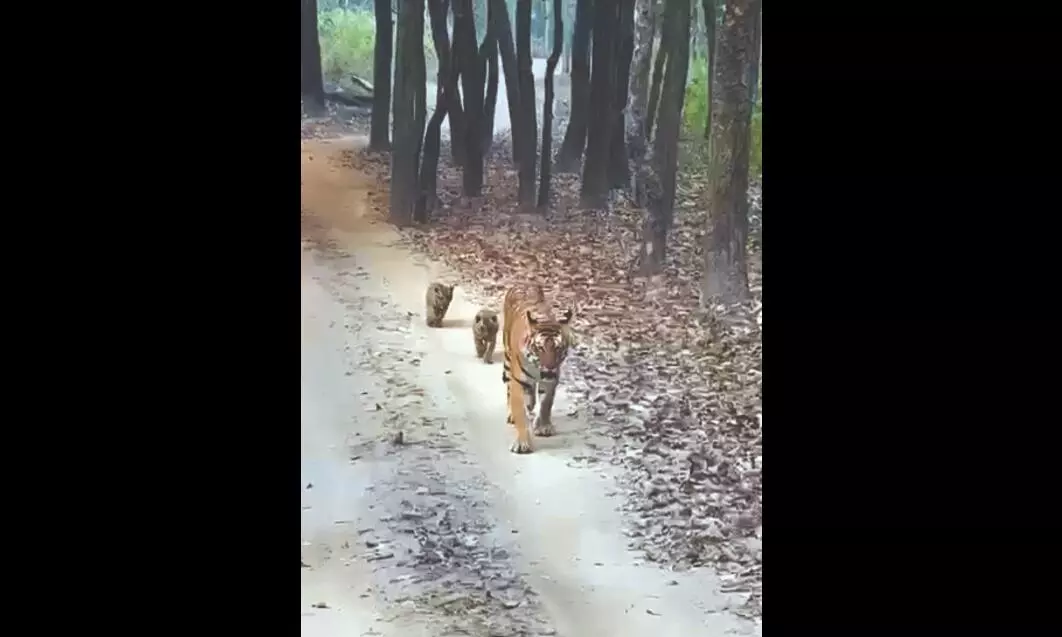 2,967 tigers in India across 53 tiger reserves: Govt to SC