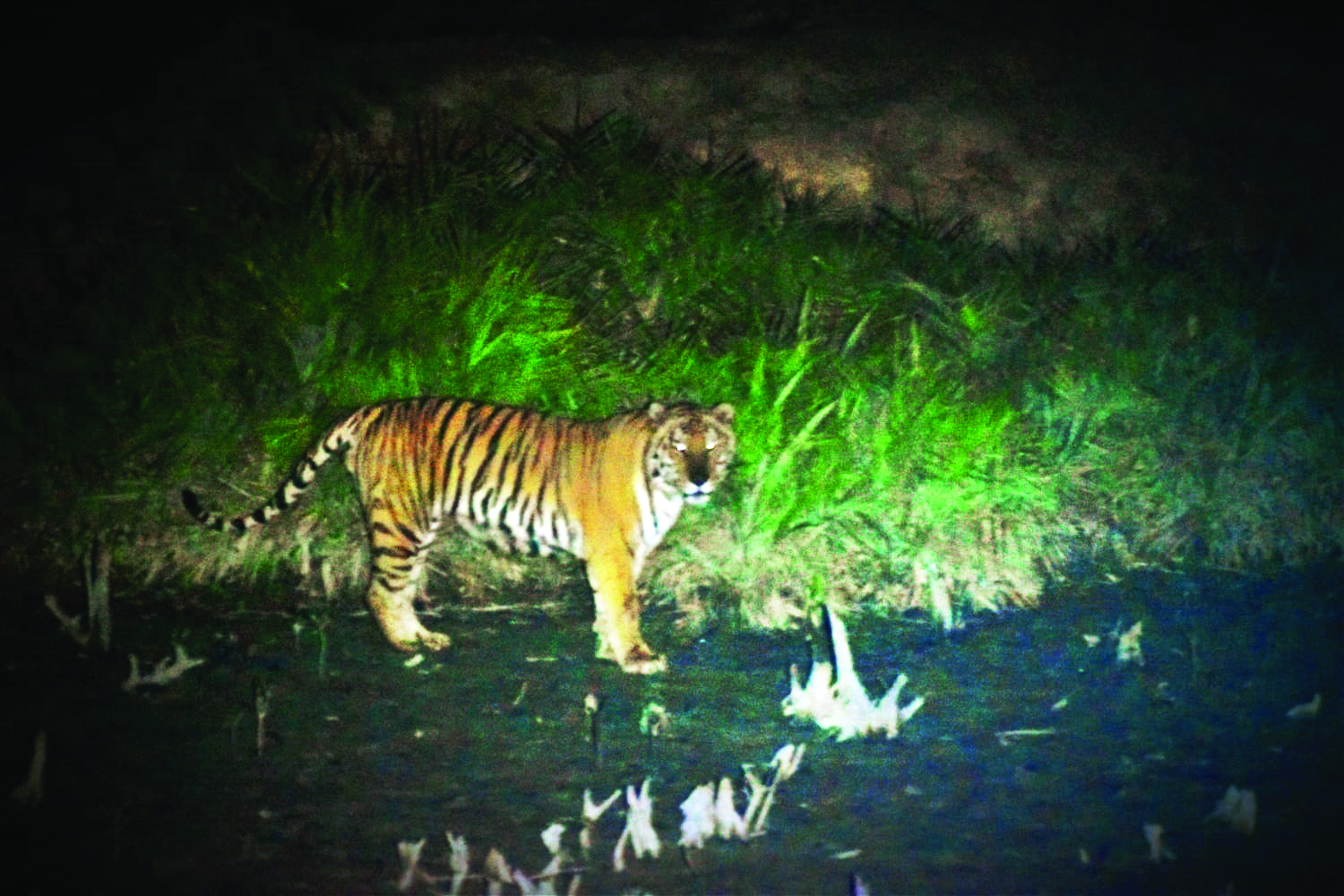 Tourists spot tigers   at Bonnie Camp