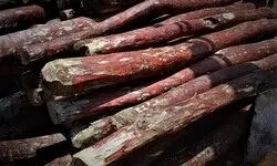 Potent money spinner