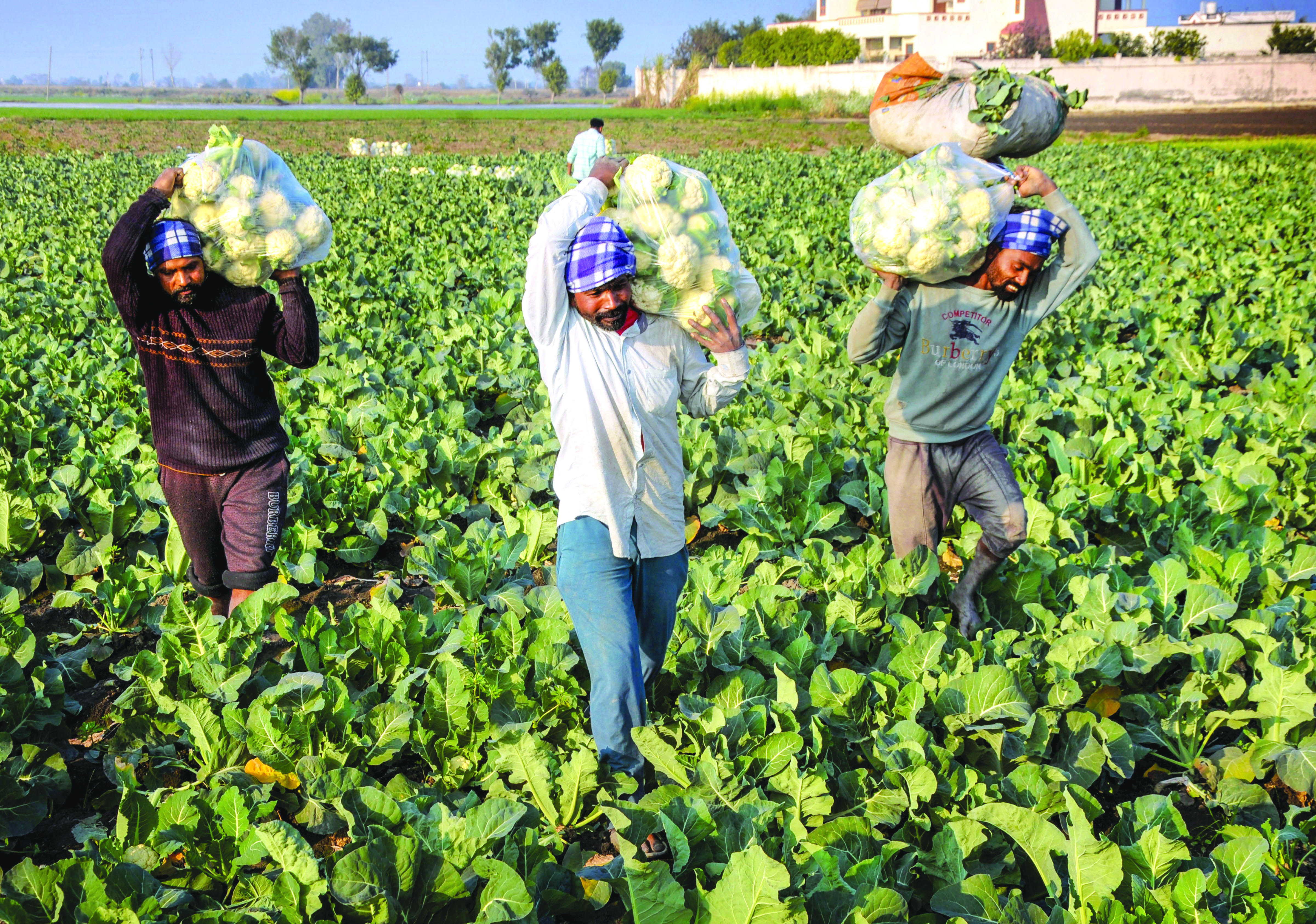 Agriculture sector gets big digital push and new funds Agriculture sector gets big digital push and new funds