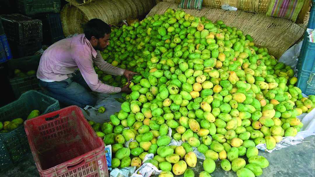 ‘Surplus production of about 50K metric tonne mangoes expected in Malda dist’ ‘Surplus production of about 50K metric tonne mangoes expected in Malda dist’