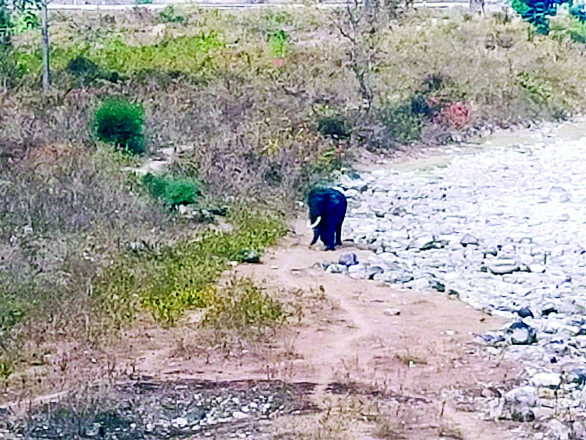 Lonely & dangerous: ‘Herd reject’ jumbo of Chalsa Forest turns threat to humans, cattle