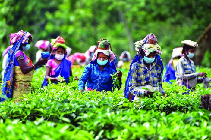 SC orders payment of Rs 650 cr to workers of 25 tea gardens in Assam SC orders payment of Rs 650 cr to workers of 25 tea gardens in Assam