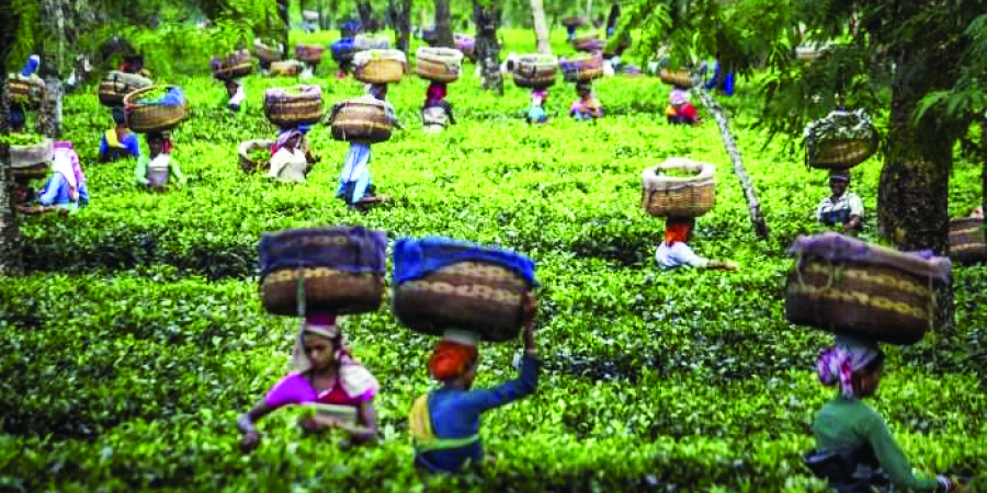 ‘No action taken to check low-quality item being sold as Darjeeling Tea’ ‘No action taken to check low-quality item being sold as Darjeeling Tea’