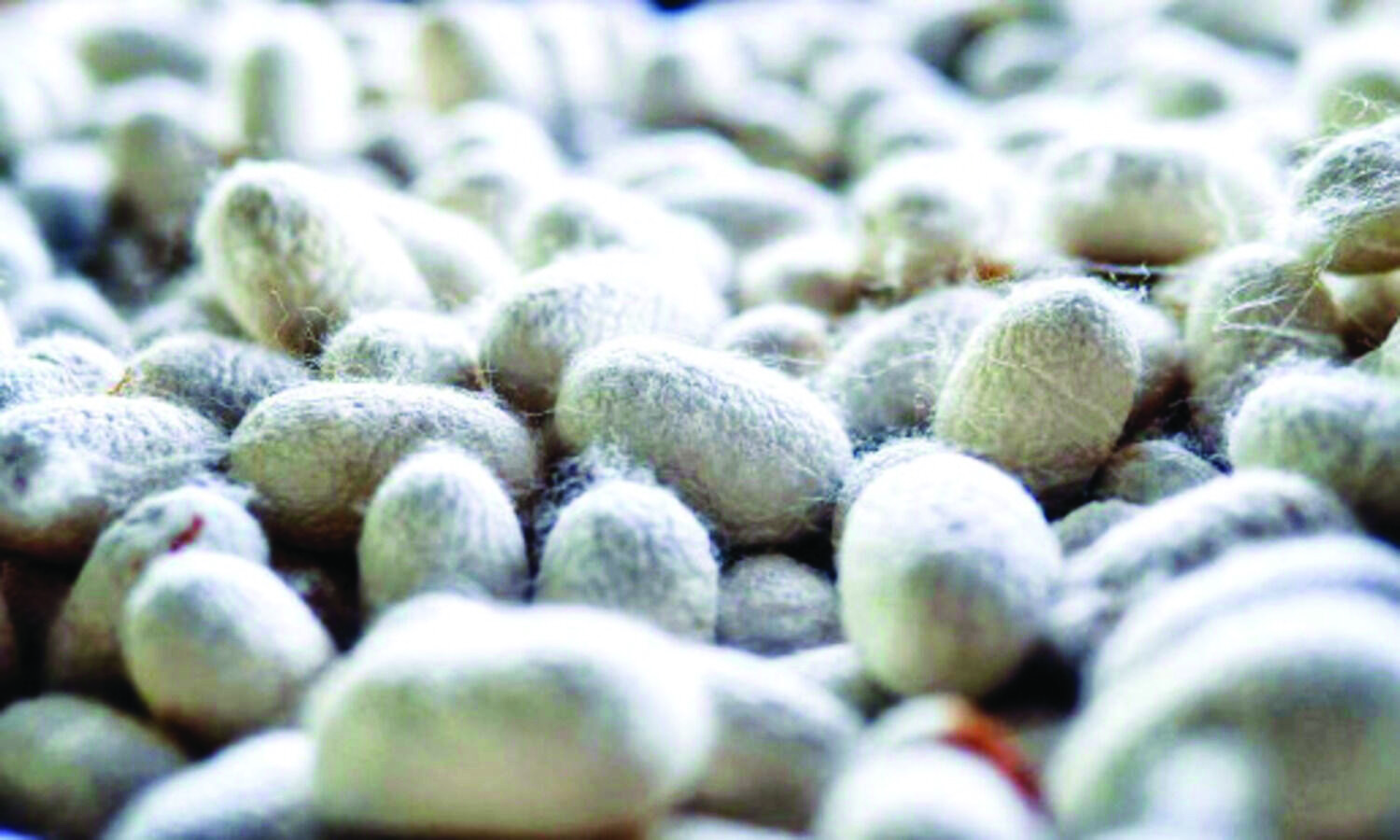 Malda Silk Park: Selection process of beneficiaries for stalls, plots starts