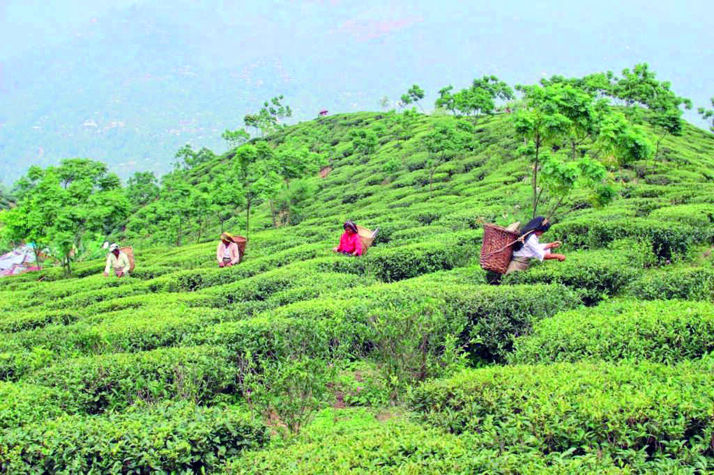 ‘Tea garden workers to get land right docus in GTA area soon’