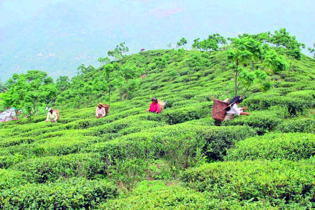 ‘Tea garden workers to get land right docus in GTA area soon’ ‘Tea garden workers to get land right docus in GTA area soon’