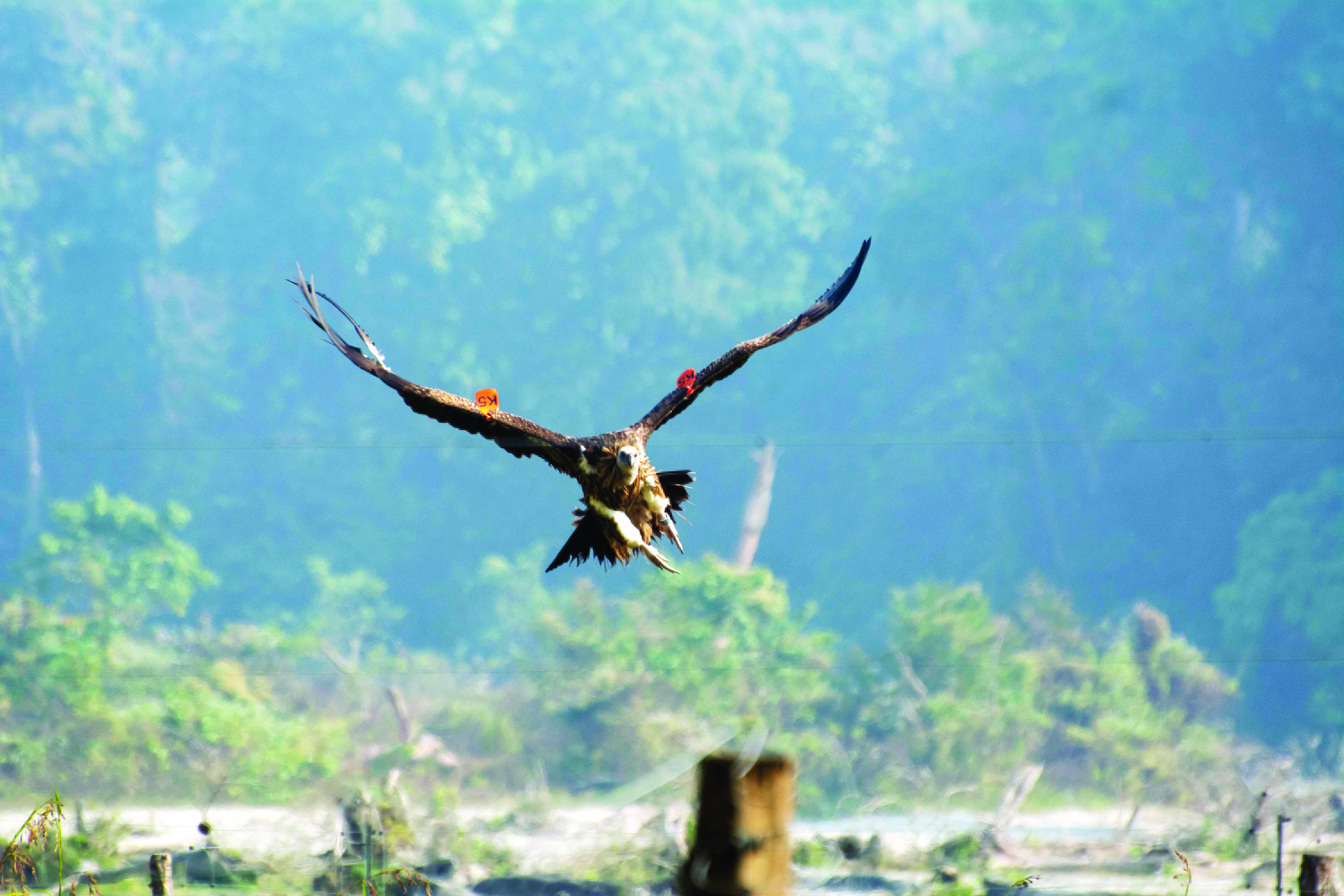 Double clutching system to be introduced to expedite breeding of vultures at Rajabhatkhawa artificial centre