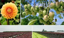 Strengthening agri-value chains Strengthening agri-value chains