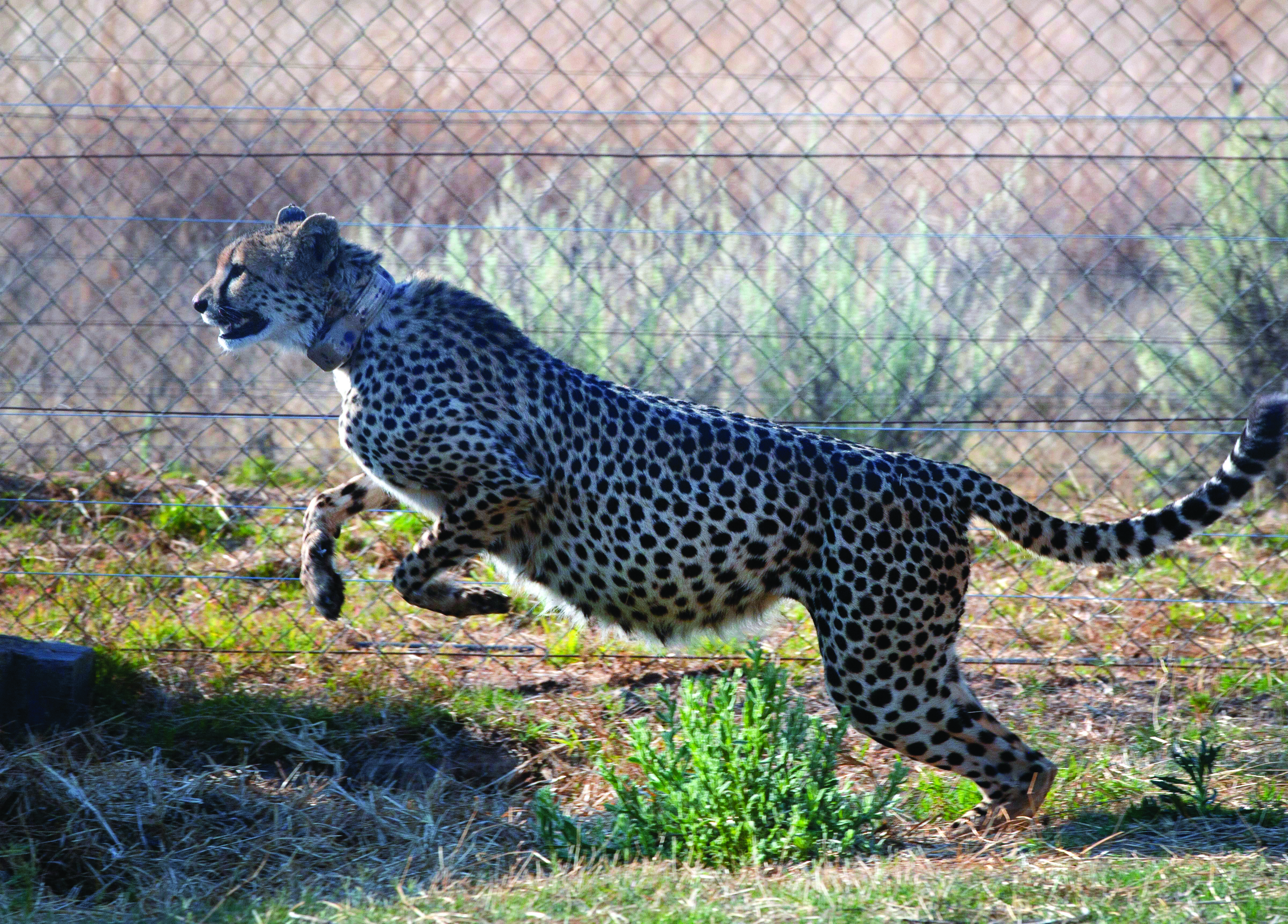 Second batch of 12 cheetahs expected to arrive at MP’s Kuno on Feb 18: Official Second batch of 12 cheetahs expected to arrive at MP’s Kuno on Feb 18: Official