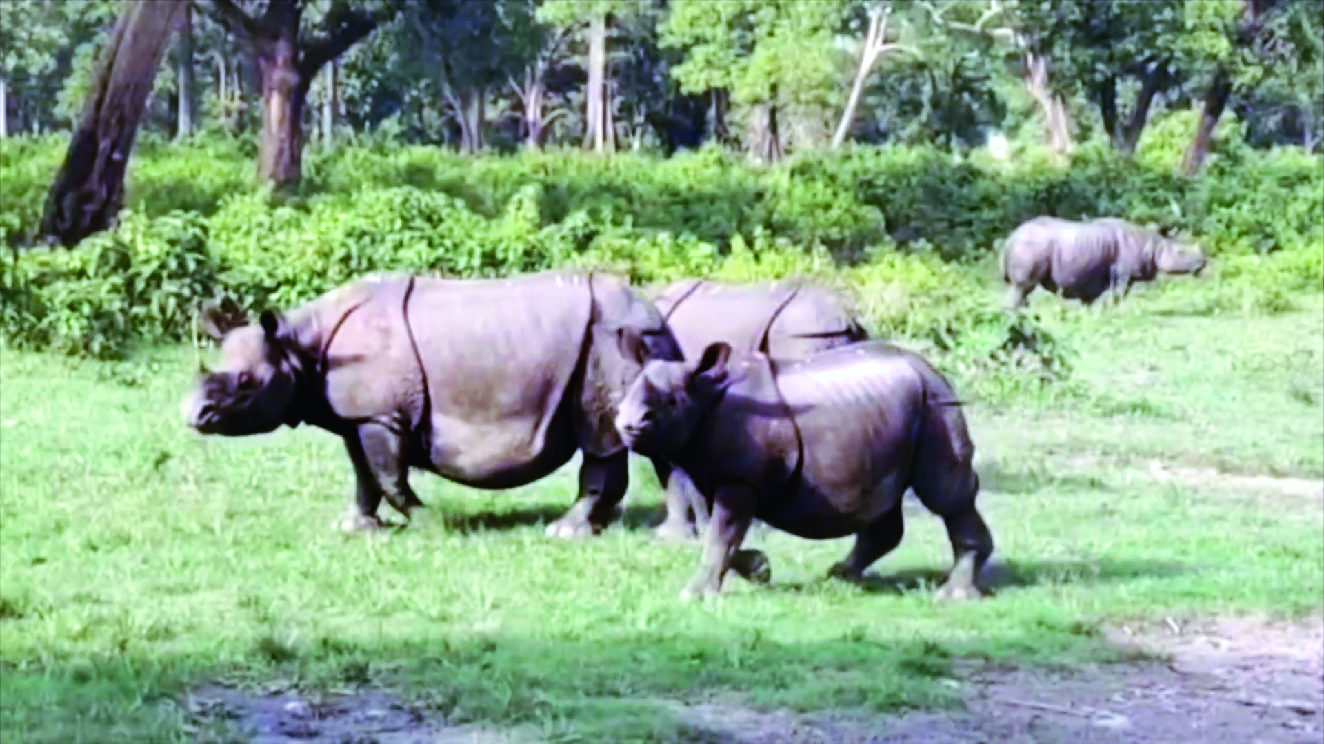 Ahead of tribal hunt ritual, ‘red alert’ for Jaldapara National Park