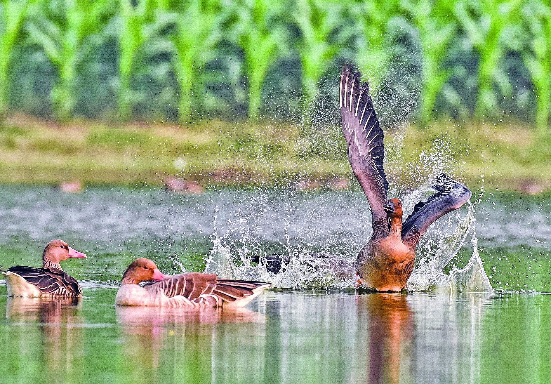 Tundra Bean Goose spotted in Raiganj
